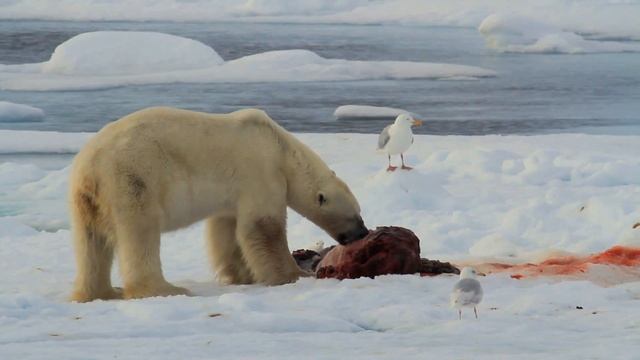 Polar Bear feeding ホッキョクグマ דב קוטב אוכל כלב ים Полярный медведь الدب القطبي ध्रुवीय भालू Isbjørn смотреть онлайн