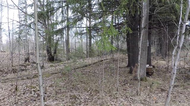 "Лапочка потревожила дроздов." смотреть онлайн