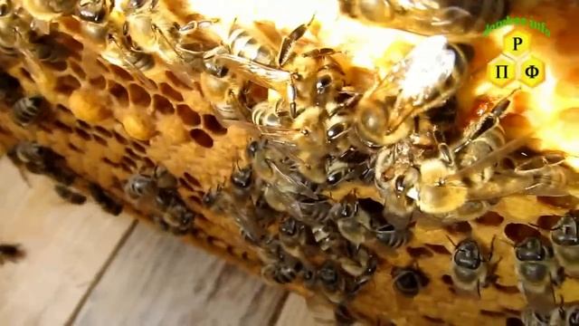 Очистка матки от канди пчёлами смотреть онлайн