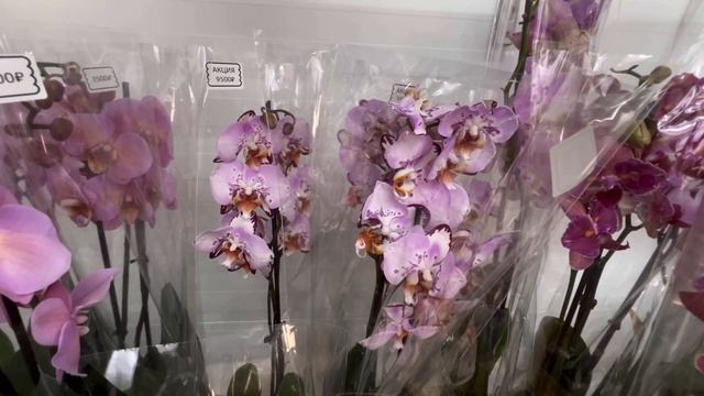 Новая поставка из Голландии: САМАЯ ДОРОГАЯ орхидея 2024!!!🔥🌸 смотреть онлайн