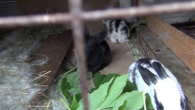 20140624 Кроликам 15 дней смотреть онлайн