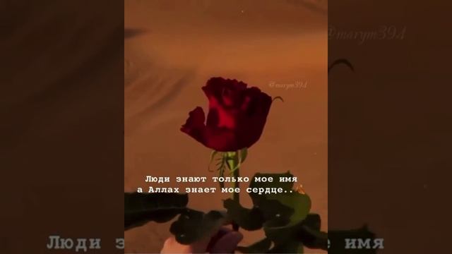 красивые нашиды смотреть онлайн