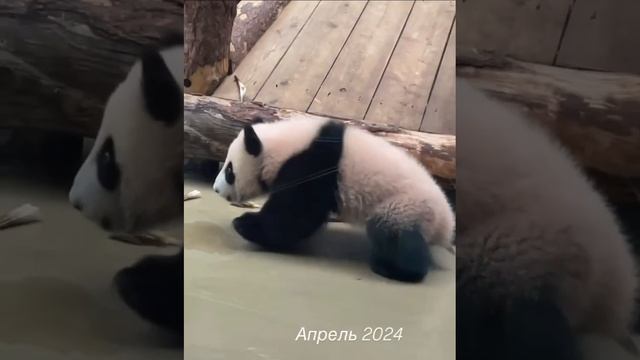 Панда Катюша #shorts