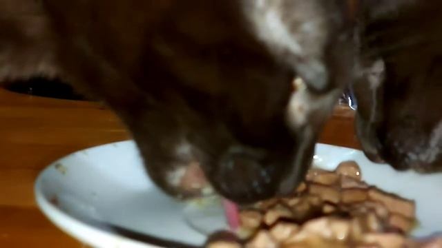 Кошки -  режим Slowmo.