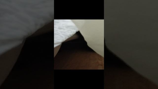 моя любимая кошка Шанель смотреть онлайн