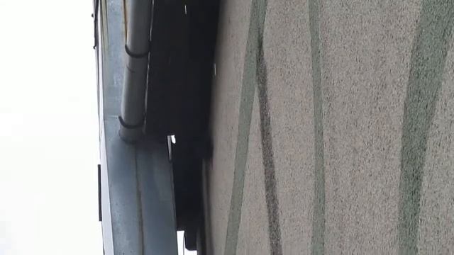 белка ходит по стене смотреть онлайн