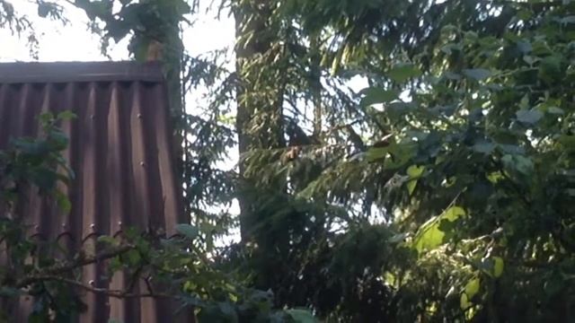 мамаша Белка и Ее семейство смотреть онлайн