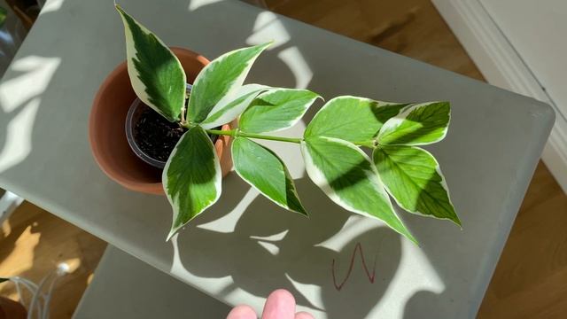 Hoya Polyneura albo- весенняя новинка моей коллекции. смотреть онлайн