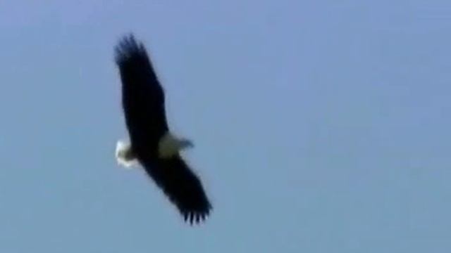Adler Schreiseeadler Tiere Animals Natur SelMcKenzie Selzer-McKenzie смотреть онлайн