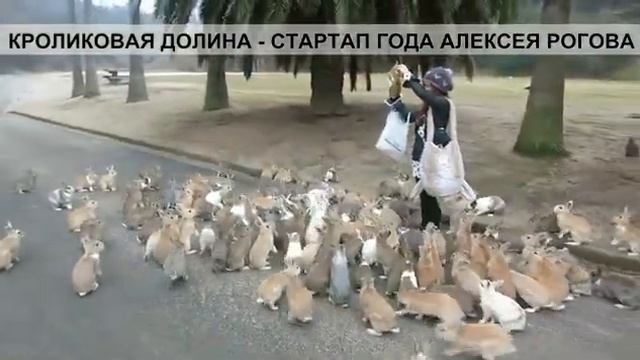 Шипучка ТВ: Кроликовая долина смотреть онлайн
