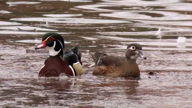 Kachnička Karolínská, Wood Duck, Brautente, Pato Joyuyo, Karolinka, Canard Branchu, 2003.