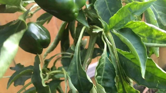 December garden tour смотреть онлайн