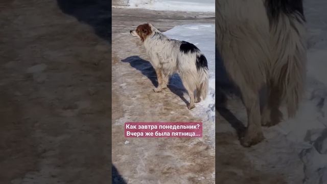 Воскресенье... #юмор #смех #настроение #город #фразы #улыбнись #весна смотреть онлайн