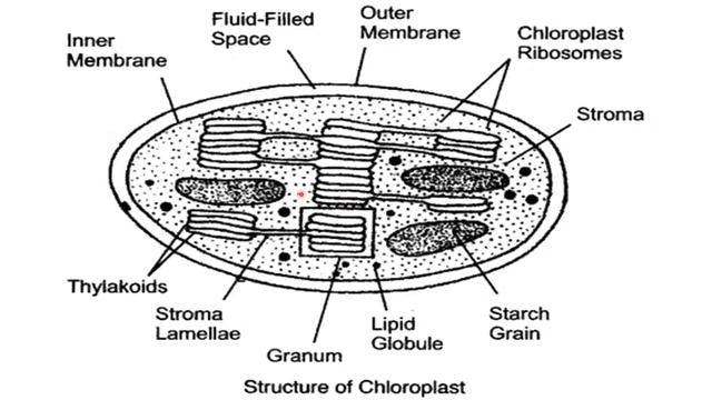 Photosynthetic Apparatus(Chloroplast) by Mrs Rajbala смотреть онлайн