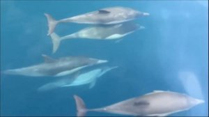 Виды дельфинов в Черном море.