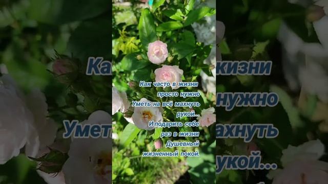 Подарите себе душевный покой. ( цитата) смотреть онлайн