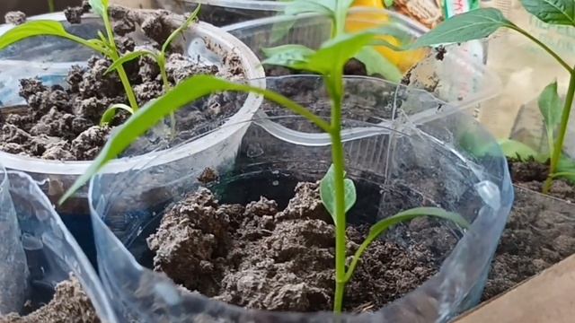 "Бойтесь волхвов дары приносящих "🥲🥲🥲🤔Тля😒😒😒 смотреть онлайн