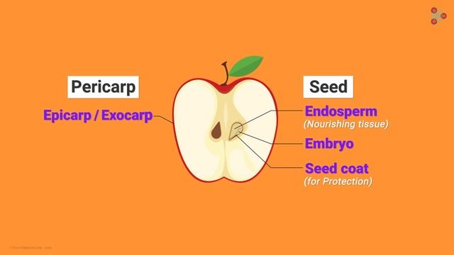 Types of Fruits of Plants | Morphology of Flowering Plants | Don't Memorise смотреть онлайн