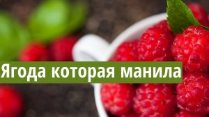 Малина из бисера. Мастер-класс.