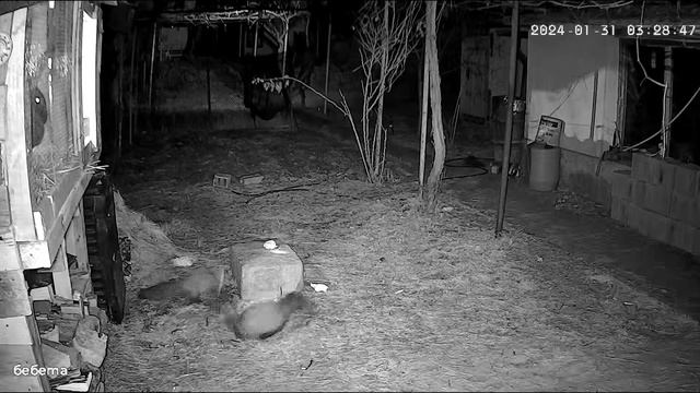 Белка 11 смотреть онлайн