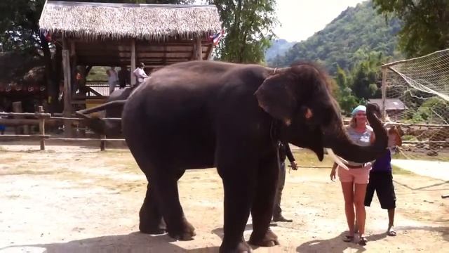 Funny Elephant смотреть онлайн