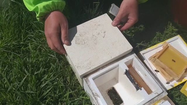 Продолжаем заселять мини нуклеусы