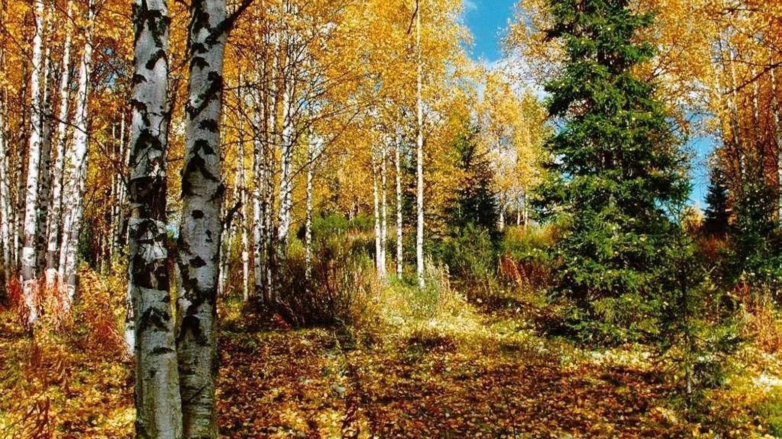 Старые сосны, берёзки да ели (Русский романс) разбор на гармони №-403 с цифрами смотреть онлайн