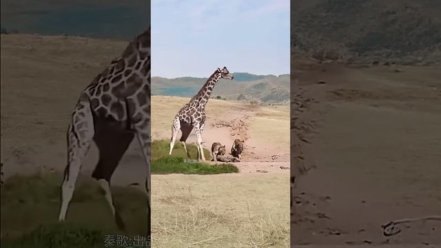 жирафиха отбивается от львиц смотреть онлайн