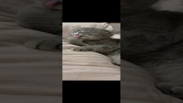 мой любимый кот пряник смотреть онлайн