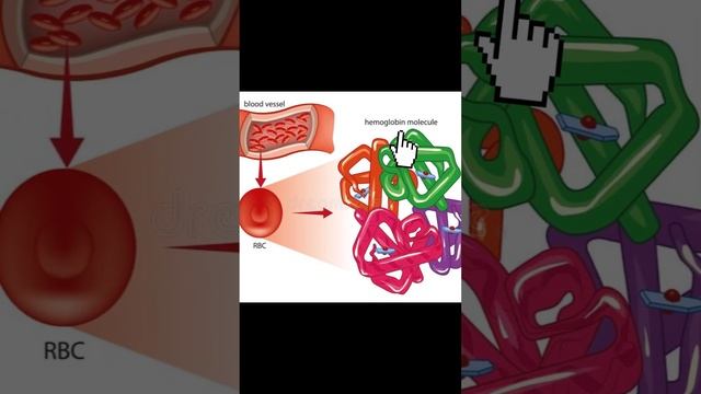 Los glóbulos rojos смотреть онлайн