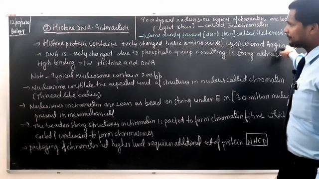 Nucleosomes (Packaging of DNA) Molecular basis of inheritance part-4 by Ajay Tiwari смотреть онлайн
