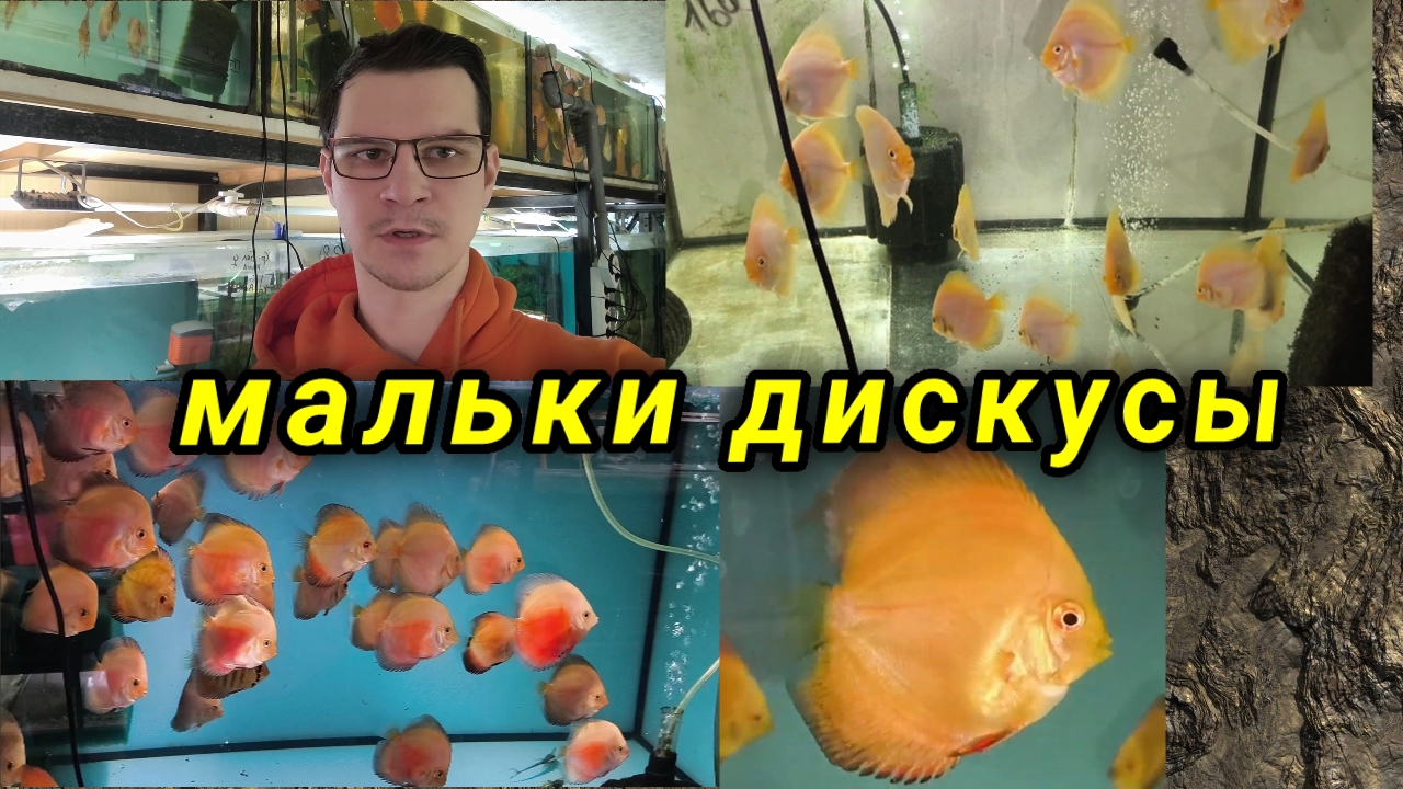 Дискусиные новости мальков смотреть онлайн