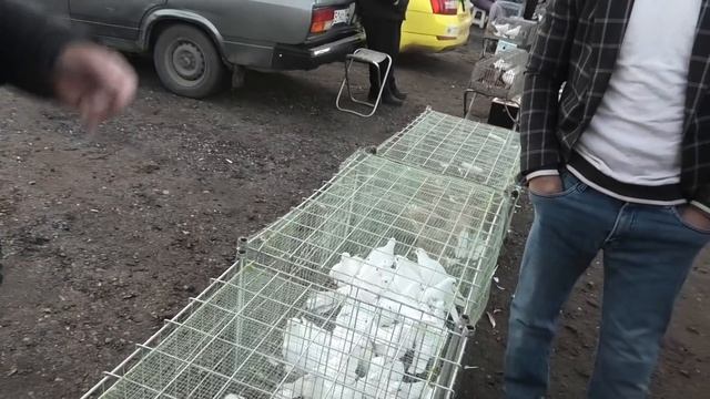 Голубиный рынок в Астрахани! 14.11.21г смотреть онлайн