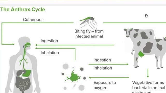 Bacillus anthracis Bacillus cereus смотреть онлайн