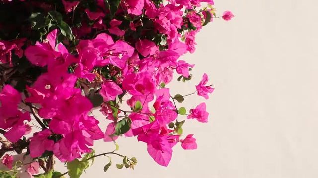 Free No Copyright video Flower Bloom Beautiful Nature Stock Video 1080 Full HD смотреть онлайн