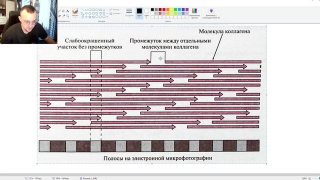 Коллаген - Синтез коллагена - Типы коллагена