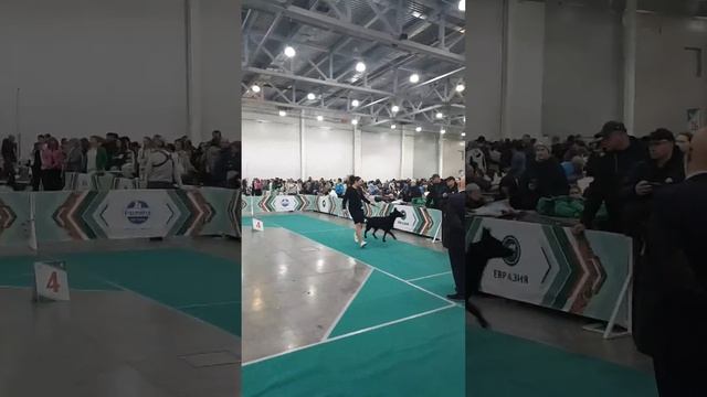 Лури отлично RCAC Евразия 17 ноября смотреть онлайн