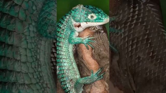РЕПТИЛИИ #собака #animals #животные смотреть онлайн