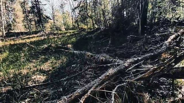 VID 20240517 183813 Еварра и его боги (Редьярд Киплинг)...Павел Васильев Лахтинский смотреть онлайн