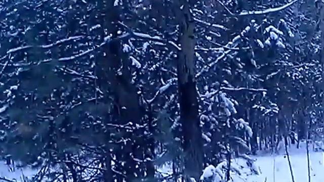 Белки в Челябинском лесу смотреть онлайн