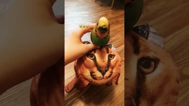 До конца😹😹😹😹😹😹😹😹😹😹😹😹😹😹😹😹😹😹😹😹😹😹😹😹😹😹😹😹😹😹😹😹😹😹😹 #блоптоп #ржака смотреть онлайн