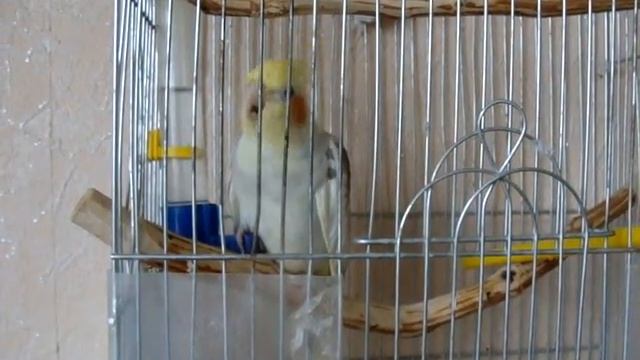 Яша первый день дома) смотреть онлайн