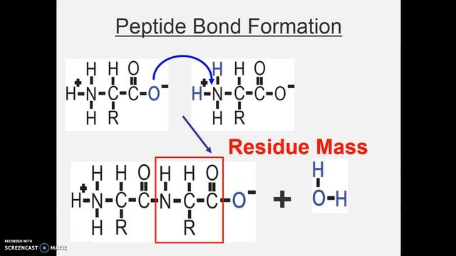 peptide sequencing 1 смотреть онлайн