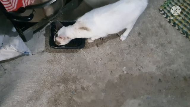 "SIRE" Cat Revealed || Only in PH смотреть онлайн