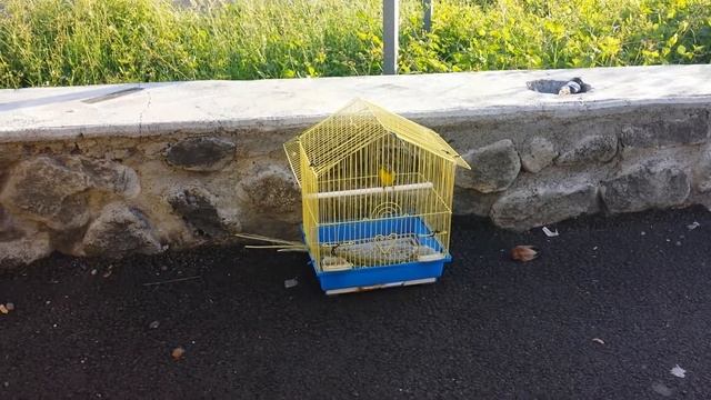 Serin Mozambique смотреть онлайн