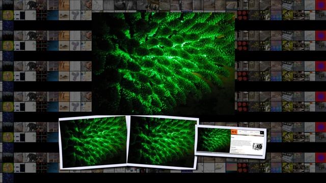 Кораллы приманили симбиотические водоросли зеленым светом смотреть онлайн