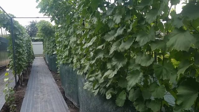 Химия для винограда от болезней с коротким сроком ожиданияЧем обработать когда ягода зреет смотреть онлайн