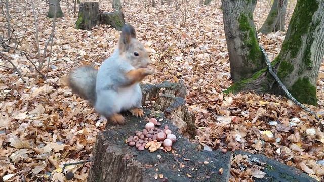 Белка напрятала орехов и решила погрызть кедряшек смотреть онлайн