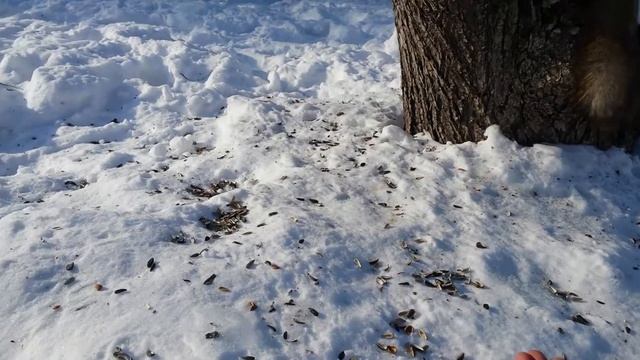 Прогулка по лесу с детьми, белка смотреть онлайн