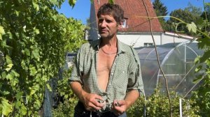 Виноград Преображение, единственный  недостаток, как устранить.